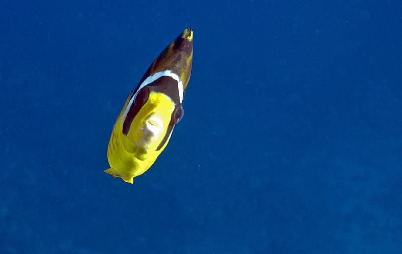 Moorea est passeopunohu150809_054.jpg